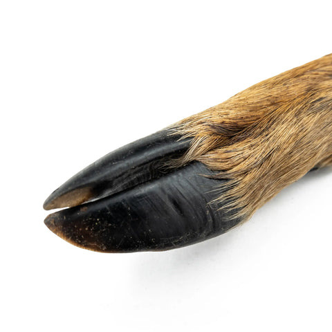 Purwell Rehbein für Hunde, 2 Stk.