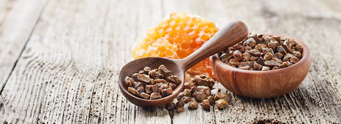 Was ist Propolis und wofür ist es gut? Natürliche Tropfen für Hunde