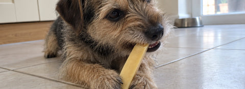 Kleiner Terrier kaut auf einem Kaukäse Knochen in der Küche