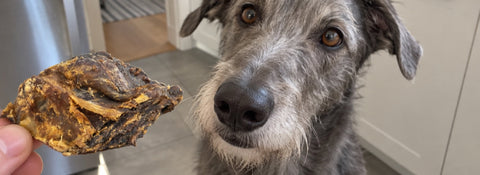 Hand reicht einem grauen Hund ein Stück getrocknetes Pferdefleisch