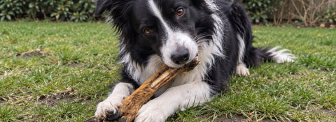 Border Collie kaut auf einem Rehbein mit Fell im Garten