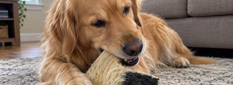 Golden Retriever kaut auf Rinderkopfhaut mit Fell auf dem Teppich