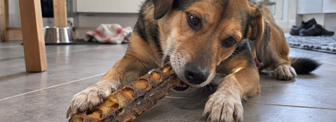 Hund kaut auf einem getrockneten Thunfischknochen in der Küche