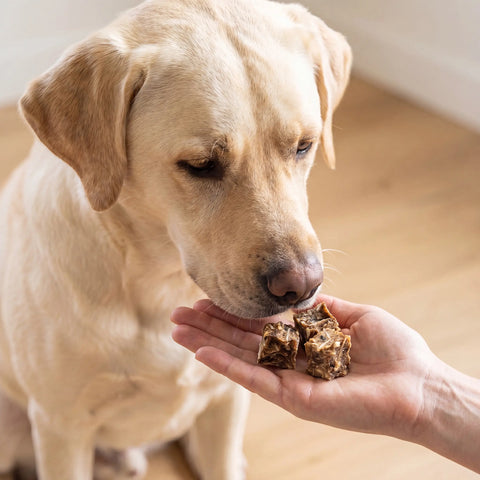 Purwell Power Cubes Kabeljau – Monoprotein Trainingssnack für Hunde